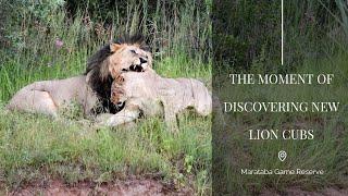 New Cubs discovery | Marataba Game Reserve | South Africa