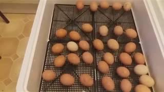 Цыплята. 4-я часть. 19-й день инкубации куриных яиц.