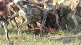 African Wild Dogs vs. Warthog Lebala Botswana Sept 2013