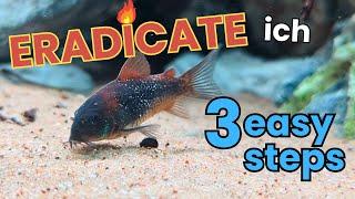 3 EASY STEPS to get rid of ich in your aquarium