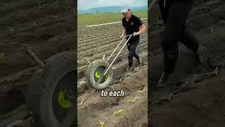 This Isn't How You Plant Corn    Or Is It 