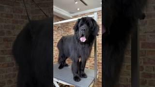 Doggy Daily Episode 235: Jack the Newfoundland  #newfoundland #doggrooming