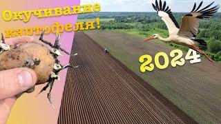 ОКУЧИВАНИЕ КАРТОФЕЛЯ 2024! МТЗ 82