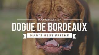 DOGUE DE BORDEAUX: MAN'S BEST FRIEND