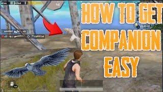 How to find Companion in PUBG Mobile easily (secret location)