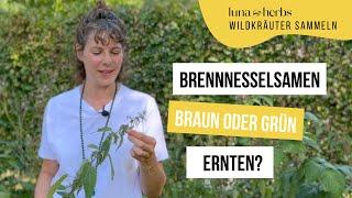 Ernte die Brennnessel Samen NICHT, wenn sie so aussehen!