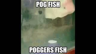 Pog Fish!!!!!