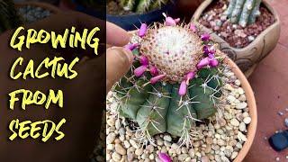 Growing Cactus from Seed