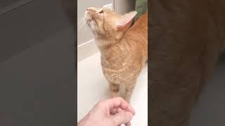 Teddy B.'s First Vet Visit #cats #adoptacat