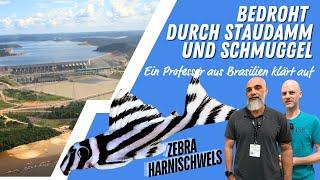 Der Zebrawels ist vom Aussterben bedroht - Ein Professor aus Südamerika klärt auf