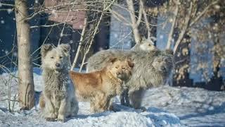 ОСТАНОВКА стихи Надежды Некучаевой, видео ролик и читает Дмитрий Канунов