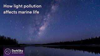 Impacts of light pollution on marine biodiversity | Night Matters