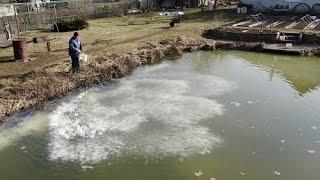 Известковать свой пруд с рыбой просто. Я делаю так каждую весну,  вода после зимы очищается