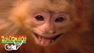  Zoboomafoo 115 - Fling | HD | Full Episode 