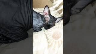 Sphynx cat sleeping