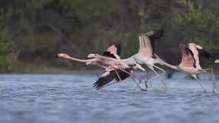 A flock of Flamingos running across the surface of water to take flight.