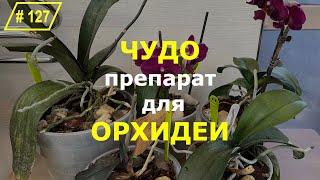 # 127 Как и чем поливать ослабленные домашние орхидеи. Препарат Превикур для орхидей