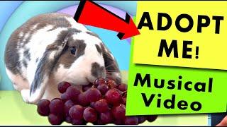 Rabbit Adoption Musical | A Rabbit's Tale of Pure Imagination