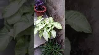 Plants of my stairs and roof!! #gardening #plants #green #viral