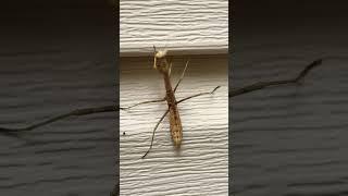 MRS. G  ADVENTURES is live! Brown Praying Mantis #insect #nature