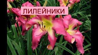 Цветение лилейников(HEMEROSALIS) сорта Neon Flamingo,LEDGEWOOD S CHRISTMAS ANGEL,STRING THEORYв саду