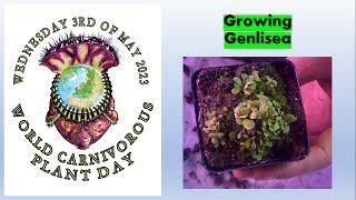 Growing Genlisea
