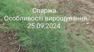 Спаржа.Особливості вирощування.25.09.2024.