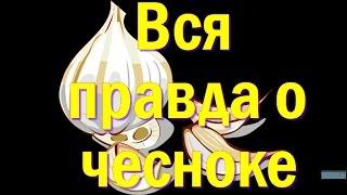 Вся правда о чесноке. О пользе и противопоказаниях