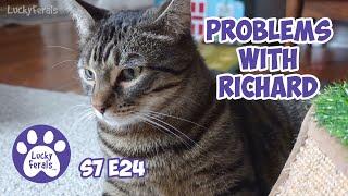 Problems With Richard, Mail Time - S7 E24 - Lucky Ferals Cat Vlog - Life With 11 Cats Compilation