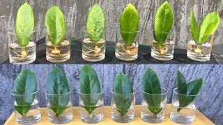 zamioculcas zamiifolia plant | Propagate ZZ Plant