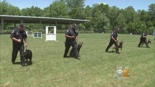 Inside The MTA’s K9 Training