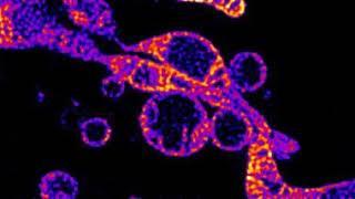 Time-lapse STED imaging of the inter-mitochondrial fusion.