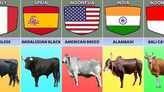 Cattle Breeds From Different Countries