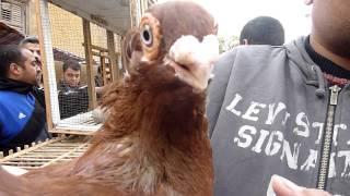 Egyptian pigeon market - Cairo