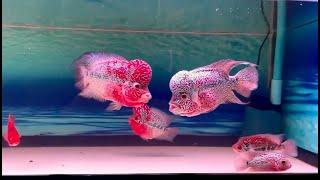 Angry Flowerhorn Boss Moment in Flowerhorn Fish Tank