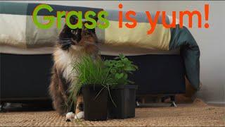 Why Do Cats Eat Grass?