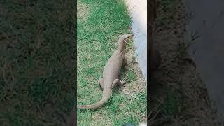 monitor lizard 