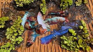 Amazing Creatures in the familiar rivers of Cambodia , Found Beautiful Betta fish alot in rivers