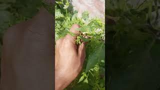 leaf curel discase #gardening #gardeningideas #garden good #organicgardening