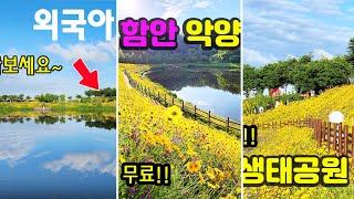 함안 악양생태공원~ 지금은 금계국과 수레국화, 꽃양귀비가 절정이다!! 최고의 포토존은 어디일까??
