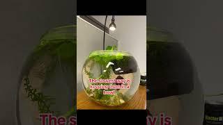 Fish bowls are not suitable #fishtank #fish #aquarium #bettafish #fishlovers #goldfish #pets #aqua
