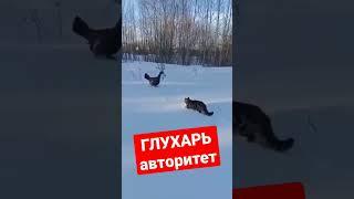 ГЛУХАРЬ авторитет#rek #music #shortsvideo #юмор