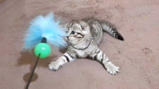 Lola was afraid of chickens, but she likes to play with feathers