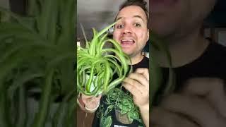Let’s talk about how to care for a spider plant. #indoorplants #houseplants #plantcare #spiderplant