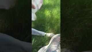 Luke @ Chicago Shelter (Needs Rescue!)
