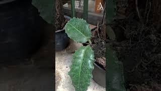 Hoya Versteegii  #hoya #hoyaversteegii #plants #plantlover #plantlife #anggoranursery