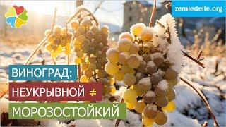 Укрывать ли морозостойкие сорта винограда? | Неукрывные сорта! | В чем разница?