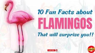 Discover 10 Surprising Facts About Flamingos That Will Amaze You! #TheInternationalLens