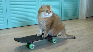 Cat on a skateboard