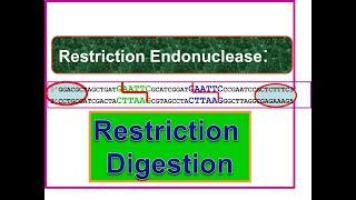 Restriction Digestion: Restriction endonucleases, EcoRI,  Palindromes @Dr.DNA-Primer